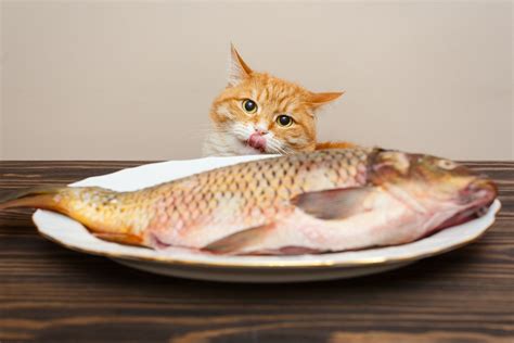 videos for cats fish